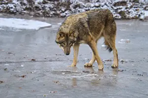 Wolf In Winter Drucke: A single wolf standing on ice and looking down