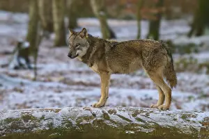 Gray Wolf In Winter Drucke: A single wolf standing on a tree trunk covered with snow