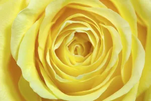 Yellow Rose Drucke: Single yellow rose, full size