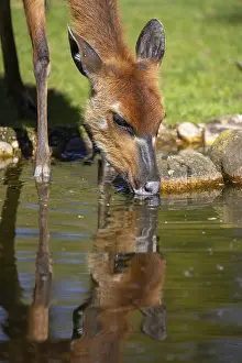 Drucke von Sitatunga (Tragelaphus spekii) trinkt Sitatunga Drucke: Sitatunga (Tragelaphus spekii) trinkt.