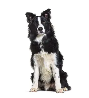 Cute Dog Drucke: Sitting Border collie looking at the camera