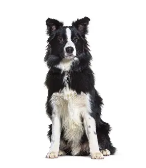 Black And White Dog Drucke: Sitting Border collie looking at the camera