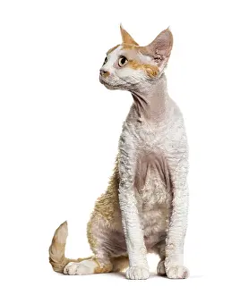 Devon Rex Cat Drucke: Sitting Devon rex cat looking away