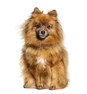 Isolated Animal Drucke: Sitting Keeshond looking at the camera