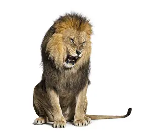 Feliformia Animal Image Drucke: Sitting Lion, roaring, snarling