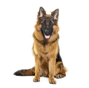 German Shepherd Drucke: Sitting and panting German shepherd