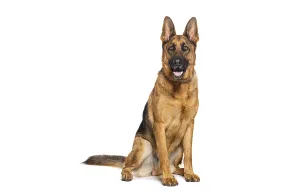 Guard Dog Drucke: Sitting and panting German shepherd