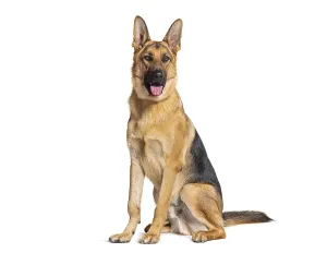 Guard Dog Drucke: Sitting and panting German shepherd