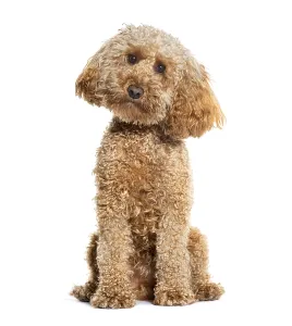Pedigree Dog Studio Shot Drucke: Sitting Poodle looking at the camera