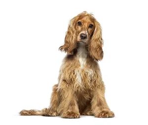 Studio Shot Of A Hound Drucke: Sitting red English Cocker looking at the camera