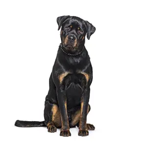 Guard Dog Drucke: Sitting Rottweiler facing the camera
