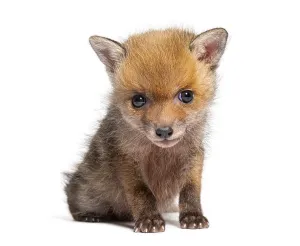 Studio Shot Of A Fox Drucke: Sitting five weeks old Red fox cub looking at the camera
