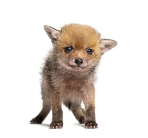 Baby Animal Portrait Drucke: Sitting five weeks old Red fox cub looking at the camera