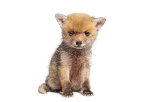 Cute Young Animal Drucke: Sitting five weeks old Red fox cub looking at the camera
