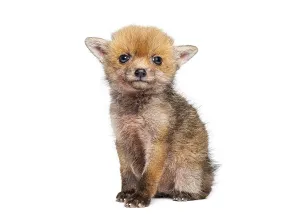 European Red Fox Cub Drucke: Sitting five weeks old Red fox cub looking at the camera