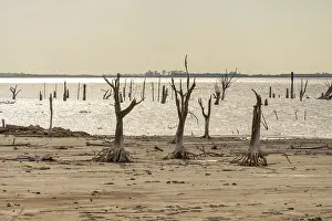 Deserted Landscape Images Drucke: Skeletal dead trees.Climate change