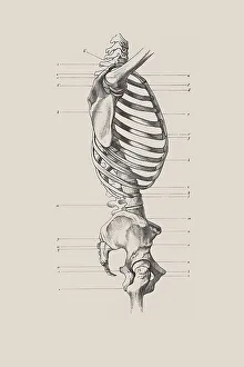 Knochenkörper, anatomische Zeichnung