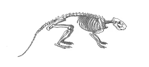 Historical Animal Illustration Drucke: Skeleton of the cane rat
