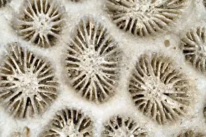 Wildlife Underwater Scene Drucke: Skeleton of a hard coral