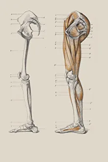 Human Body Parts Anatomy Drucke: Skeleton of legs with the muscle structure