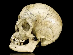 Old European Artwork Drucke: Skeleton with phrenological skull