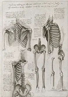 Leonardo Da Vinci Study Drucke: Skeleton of the thorax, pelvis