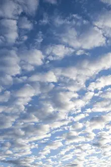 European Landscape Drucke: Sky with cirrocumulus clouds, fleecy clouds
