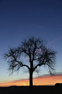 Evening Sun Setting Drucke: Sky, cloud, evening, clouds, tree