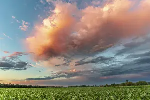 Evening Sunset Sky Drucke: Sky of pink and orange clouds over the fields in the evening at sunset