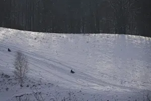 Winter Sports Europe Drucke: Sledging, Winter, Germany