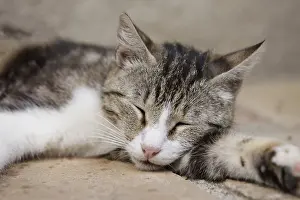 Feliformia Nature Images Drucke: Sleeping cat, close-up