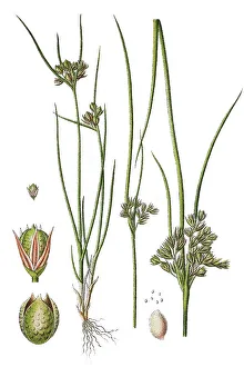 Natural Remedy Plants Drucke: Slender Rush, Path Rush, Field Rush