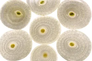 Vegetable Meal Drucke: Sliced onions