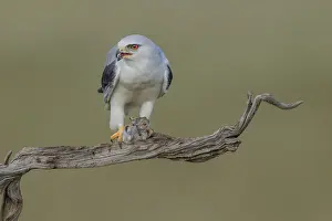 Drucke von Schleiereule (Elanus caeruleus), frisst Wühlmaus, Extremadura, Spanien Schwarzmilan Drucke: Schleiereule (Elanus caeruleus), frisst Wühlmaus.