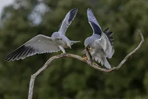 Drucke von Schleiereule (Elanus caeruleus), Paar, mit Wühlmaus, Extremadura, Spanien Schwarzmilan Drucke: Schleiereule (Elanus caeruleus), Paar.