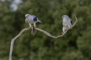 Drucke von Schleiereule (Elanus caeruleus), Paar, mit Wühlmaus, Extremadura, Spanien Schwarzmilan Drucke: Schleiereule (Elanus caeruleus), Paar.