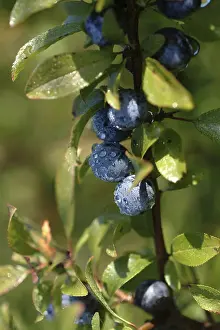 Blackthorn Bush Drucke: Sloes