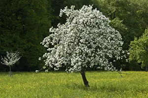 Apple Tree Blossom Drucke: A small and a big apple tree in full bloom in spring