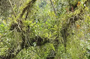 Epiphyte Plant Life Drucke: Small biotope with orchids, bromeliads