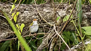 Bird Perched On Twig Drucke: A small bird sits between branches in a dense