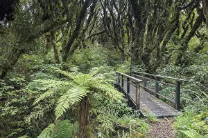 New Zealand Rainforest Drucke: Small bridge along the path, with dense moss-covered trees in the rainforest
