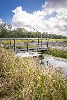 Benelux Waterfront Scene Drucke: Small bridge over stream in the green