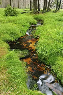 Harz National Park Drucke: Small brook flows through high moor