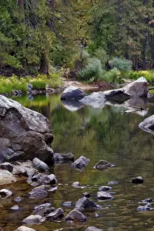 Coniferous Trees Drucke: A small brook in Sequoia Park