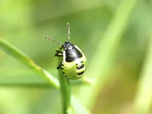 Animal Representation Art Drucke: Small bug