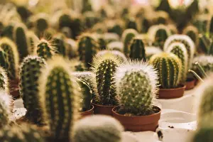 Barren Landscape Drucke: Many small cactus