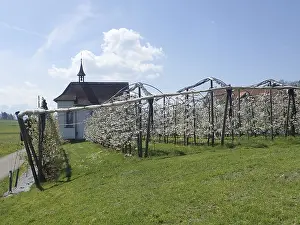 Rural European Scenery Drucke: Small chapel next to blooming trees