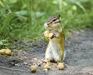 Xerinae Rodent Species Drucke: A small chipmunk sits on the path and nibbles nuts