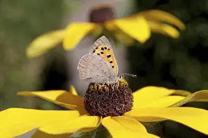 Orange Colored Butterflies Drucke: Small copper (Lycaena phlaeas)