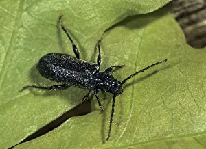 Drucke von Kleiner Scheibenbock, Phymatodes pusillus, Käfer, Hirschkäfer, Coleoptera, Insekten, Käfer Mormoopidae Drucke: Kleiner Scheibenschwamm, Phymatodes pusillus.
